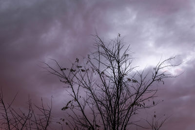 Low angle view of silhouette bare tree against sky at sunset