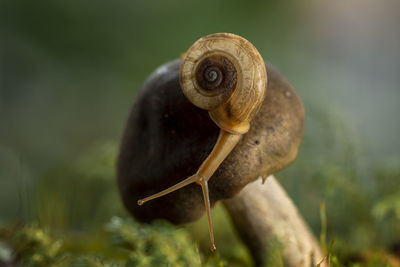 Close-up of snail on mushroom