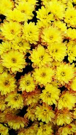 Full frame shot of yellow flowers