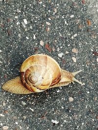 High angle view of snail on road