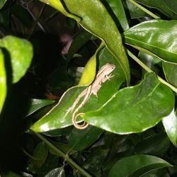 Close-up of green leaf on plant