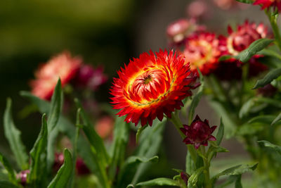 Close-up of red flowers blooming outdoors