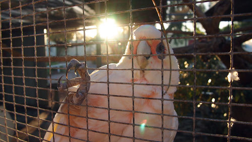 Close-up of bird in cage