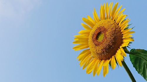 Close-up of sunflower against blue sky