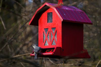 Bird perching on feeder