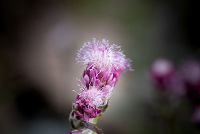 Close-up of pink flower against blurred background