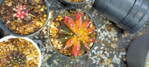 High angle view of food on plant