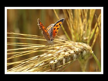 Close-up of butterfly perching on plant