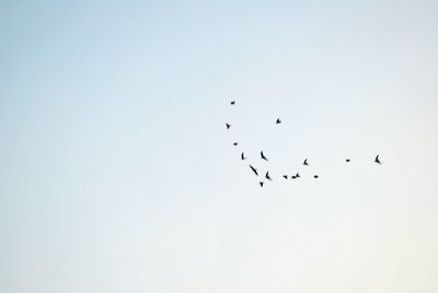 Low angle view of birds flying against clear sky