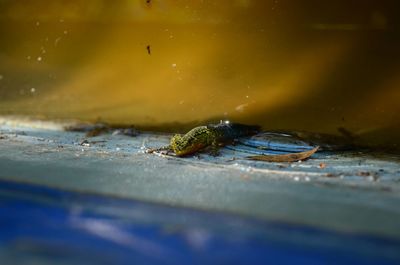 Close-up of insect on wood