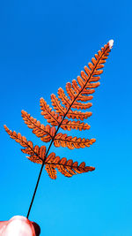 Low angle view of plant against clear blue sky