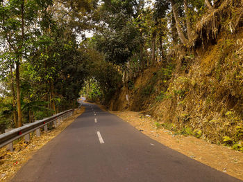 Empty road along trees