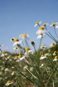 Close-up of yellow flowering plant against clear sky