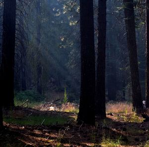 Trees in forest