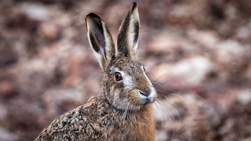 Close-up portrait of a hare