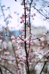 Close-up of cherry blossom