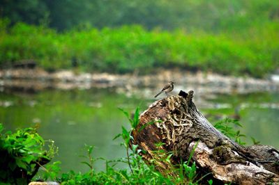 Close-up of bird on grass by lake