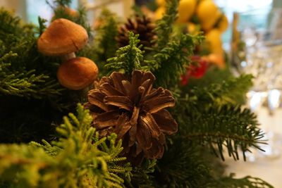 Close-up of christmas tree