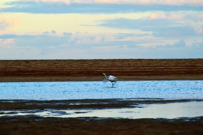 View of seagull on beach against the sky