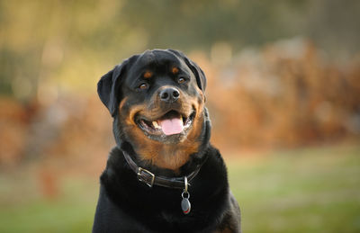 Close-up of a dog looking away