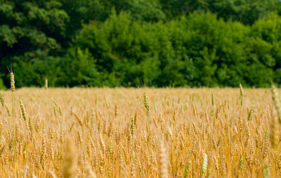 Close-up of wheat field