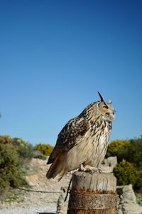 Close-up of owl perching on rock against clear sky