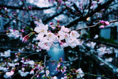 Close-up of cherry blossoms in spring