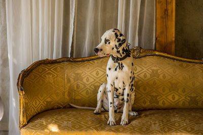 Dalmatian dog looking away while sitting on sofa at home