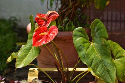 Close-up of red rose plant