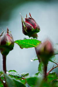 Close-up of wet flower bud