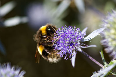Close-up of bee on purple flower