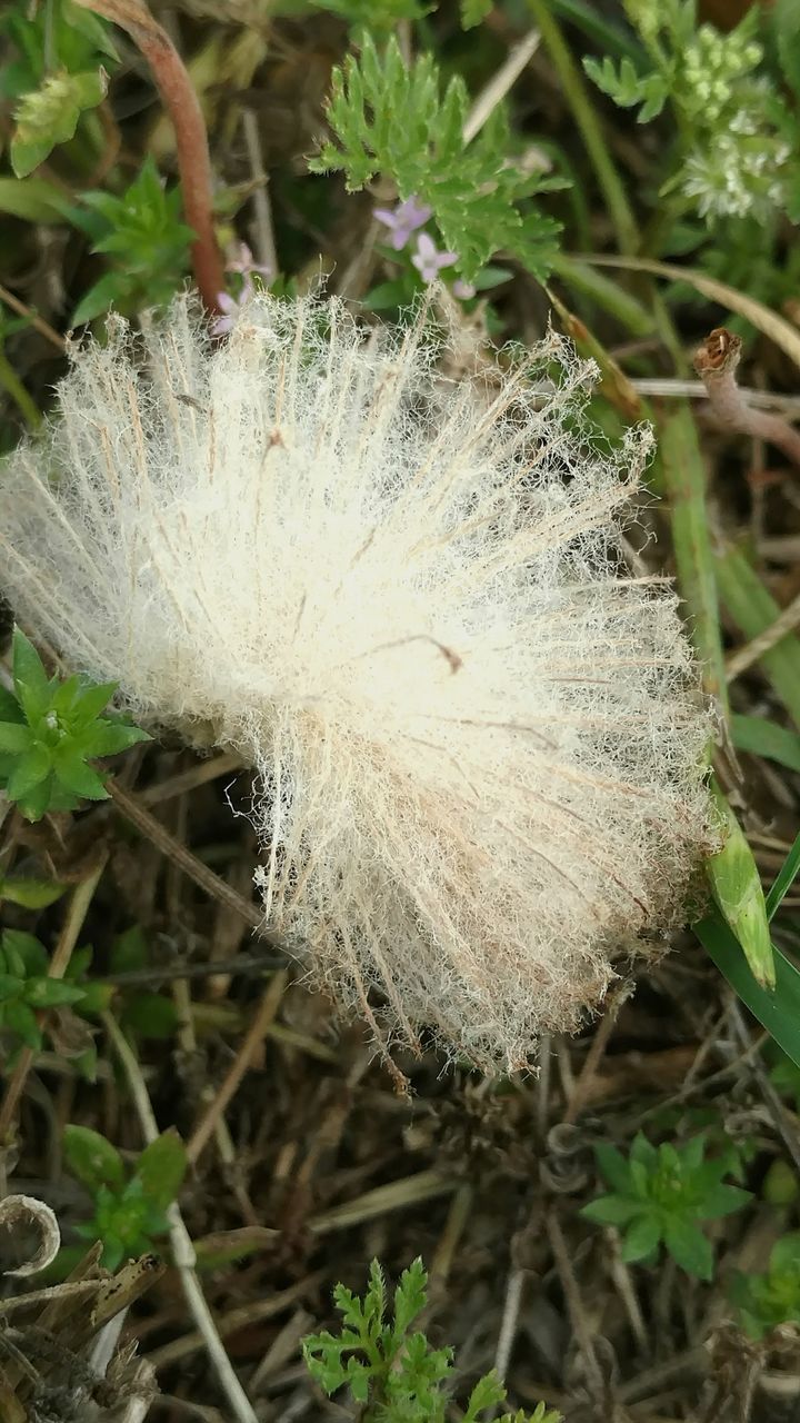 nature, growth, high angle view, plant, outdoors, close-up, leaf, no people, day, beauty in nature, grass, fragility, insect, freshness, flower head