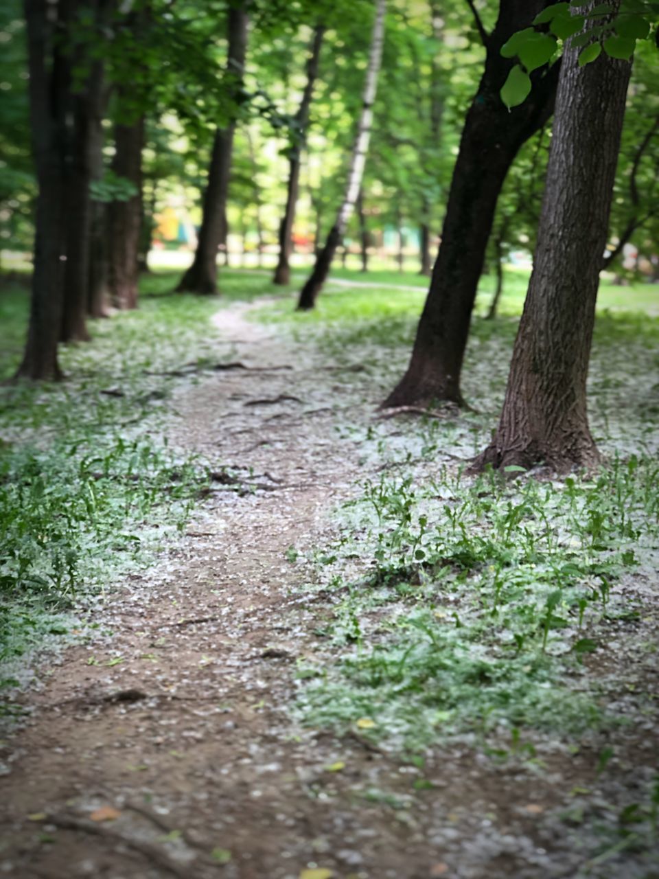 SURFACE LEVEL OF TREES IN FOREST