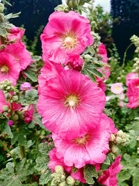 Close-up of pink flowering plant