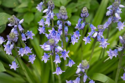 Close-up of purple flowers