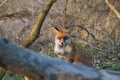 Portrait of an animal on tree trunk