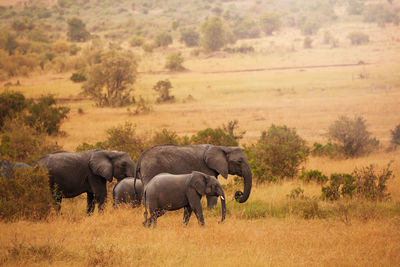 View of elephant in field