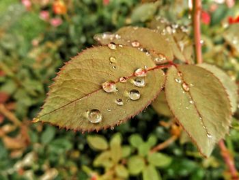 High angle view of raindrops on leaves in back yard