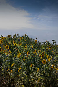 Yellow flowering plants on field against sky