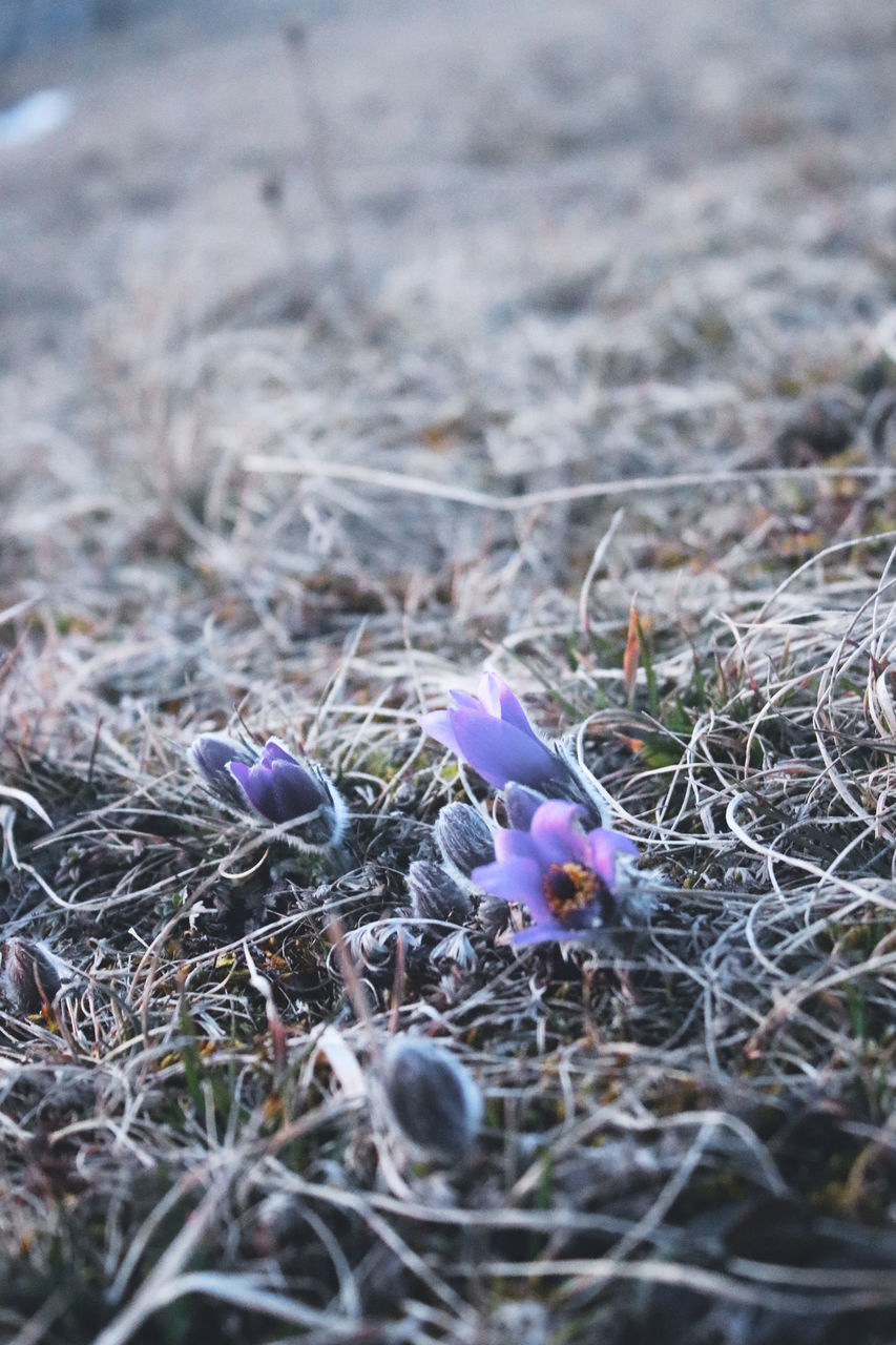 CLOSE-UP OF PURPLE CROCUS ON FIELD