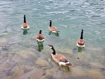 High angle view of ducks swimming on lake