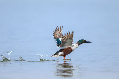 Side view of bird flying over lake