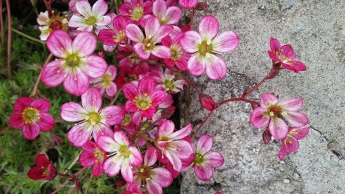 Close-up of pink flowers