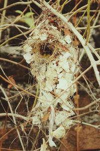 Close-up of dry flowers