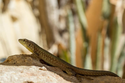 Close-up of lizard