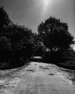 Trees along road