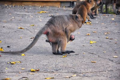 Macaque long tailed monkey, close-up genus macaca cercopithecinae, monkeys in thailand. asia.