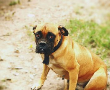 High angle view of bull mastiff on field