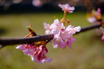 Close-up of pink flowers on branch