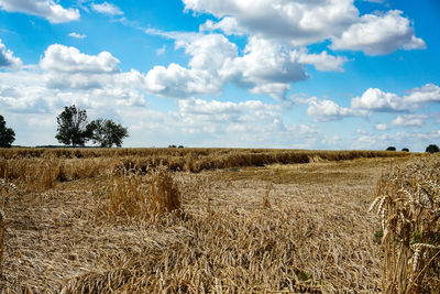 Scenic view of field against sky